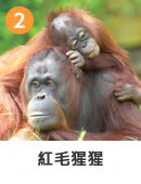 オランウータン