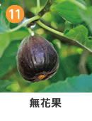 イチジク