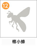 イチジクコバチ