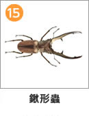 ギラファホソアカクワガタ