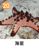 ヒトデ