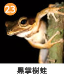ウォーレストビガエル